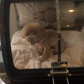 ⬛️6/21〜6/27＊酸素カプセルご利用のお友達⬛️2の画像