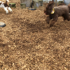 おはようございますU^ェ^Uの画像