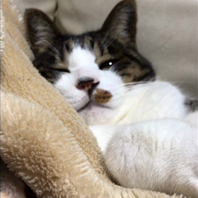 えらいこっちゃの画像