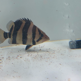 お買い得ダトニオリアルバンド ！！の画像