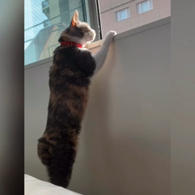 お気に入りは寝室の画像