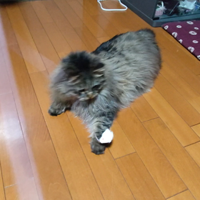 動かないの画像