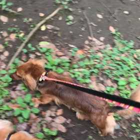 7月5日9わんこと1時間30分遠足　　代々木公園表参道の画像