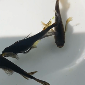 五式ヒレ長の画像