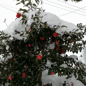 また今日も☘️の画像