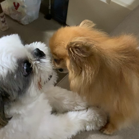 人見知りなマロンくんと懐っこいモカくんの画像