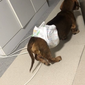 オラフ預かり日記　12月　14歳11ヶ月 ② 体調不良の画像