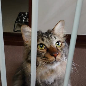 猫なのに...の画像