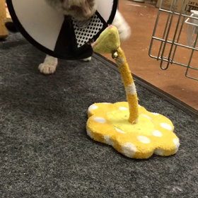 おむぅはきりんに夢中の画像