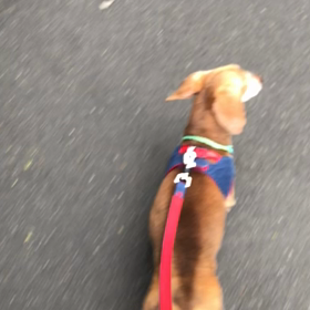 オラフ預かり日記　3月　15歳2ヶ月③ お花見どころではないの画像