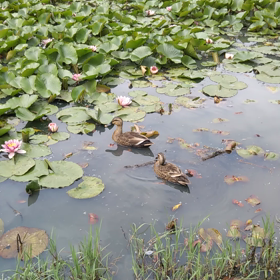 すいすいの画像