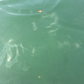 フックとワームとの⚠️バランスって大事だなの画像