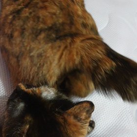 ｵﾁﾘ攻撃☆○(゜ο゜)oの画像