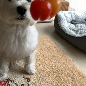 さくらんぼ3連発の画像