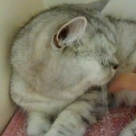 のぶくん(*´ω`*)の画像