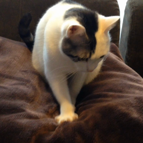 毛布をモチモチ。。の画像