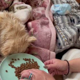 保護犬マリー初めて目の前でご飯食べたの画像