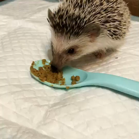 たわしのこと〜〜の画像