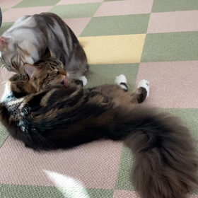 シャンプー後の恒例行事の画像