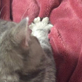 ふみふみ♡の画像