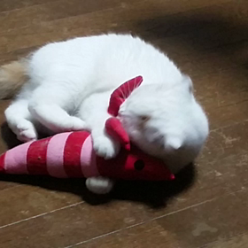 ヱビちゃんの画像