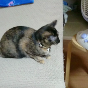 にゃんこ先生の画像