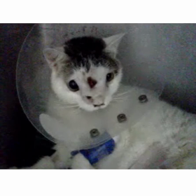 王子　入院生活の画像