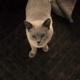 ゴールドもみじゴールドもみじゴールドもみじ…どっかーん！の画像