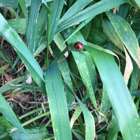 てんとう虫の画像