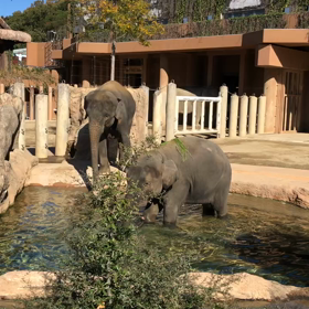 アジアゾウのさくらちゃんの画像