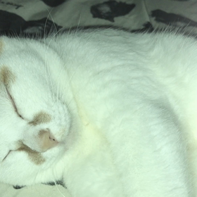 ヒゲちゃんの画像