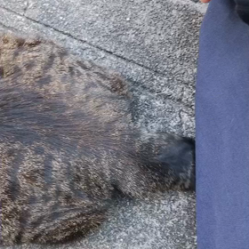 猫のしっぽの画像