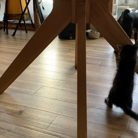 猫とパグ達の画像