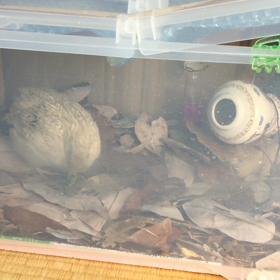 閲覧注意！バッタを…の画像