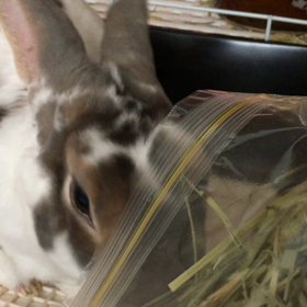 美味しい顔の画像