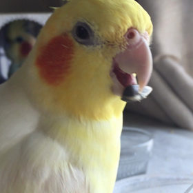 レロレロ♡の画像