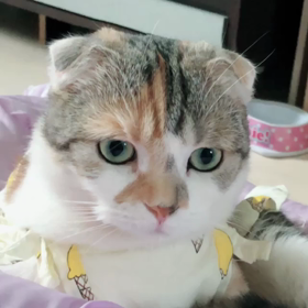 今日のぽっちのつぶやきの画像