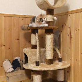 ニャンコのお城の画像