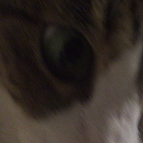 キリュウタンの画像