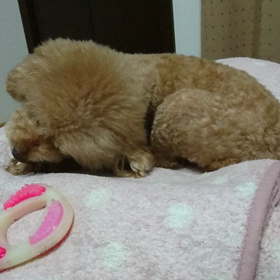 【エリザベス取って貰えました】の画像