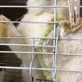 出しぇーの画像