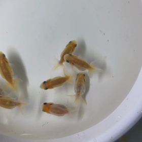 水換え〜の画像