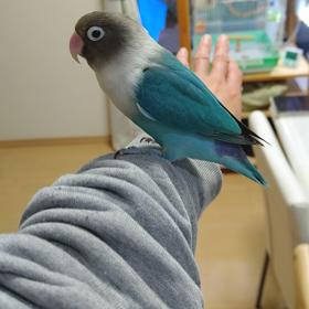 踊れるトリになるの画像