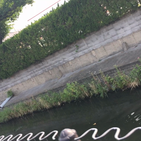 息つぎ潜水能力すごいねカワウの画像