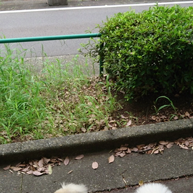 水が怖い もぐの画像