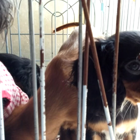 戻ってきたルビっ子の画像