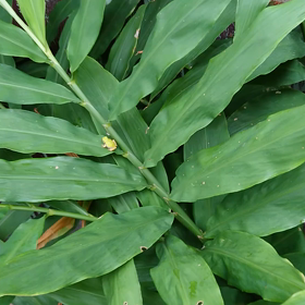 カエルさんの画像