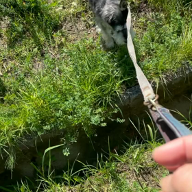 リベンジの画像