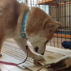 ひょんなことから明日、退院へε≡≡\( ˙꒳˙)/ｼｭﾀﾀﾀﾀの画像