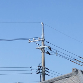 小鳥の声の画像